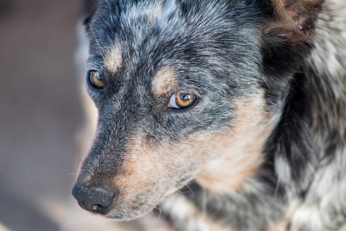 警戒した様子の犬