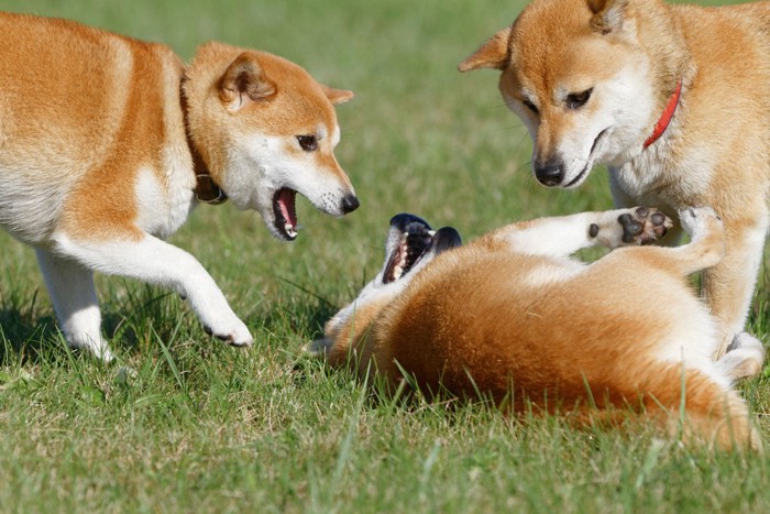 3匹の柴犬