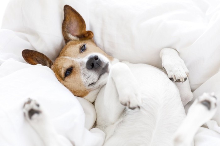 真っ白な布団の上で仰向けになる犬