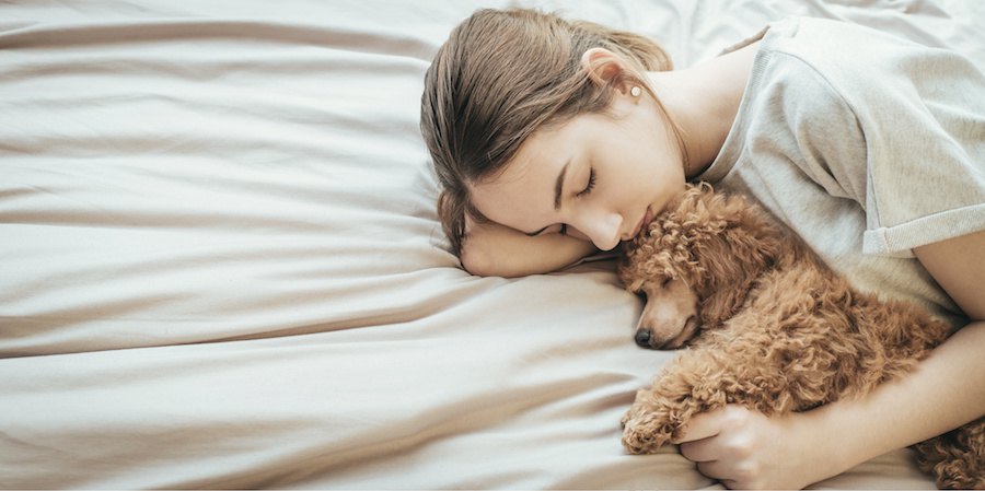 ベッドで飼い主と一緒に寝ている犬