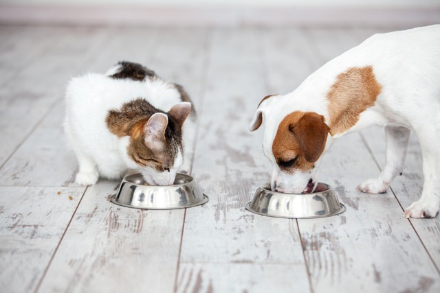 食事する犬と猫