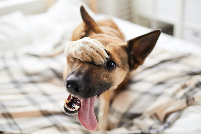 前足で顔を隠して舌をだしている犬