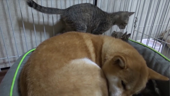 寝ている犬の上にいる子猫