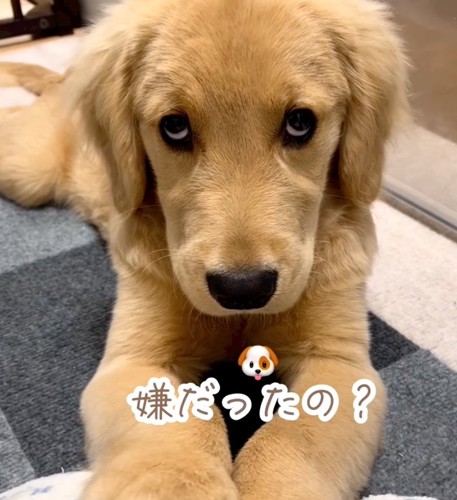 不安そうな犬