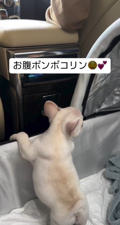 キャリーの縁で立ち上がる子犬7