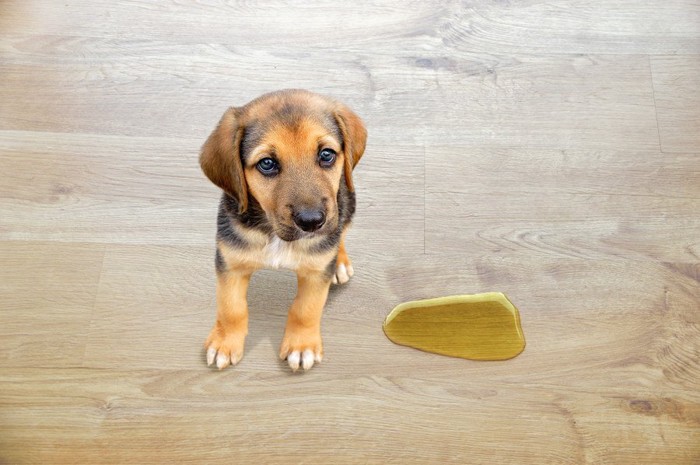 粗相してしまった垂れ耳の子犬