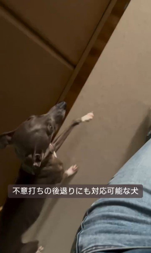 飼い主さんについて歩くプットくん2