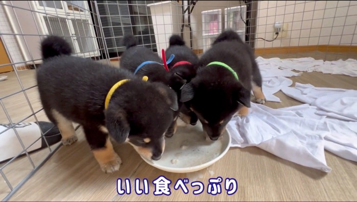 横に並んで皿に入ったごはんを食べる4匹の子犬