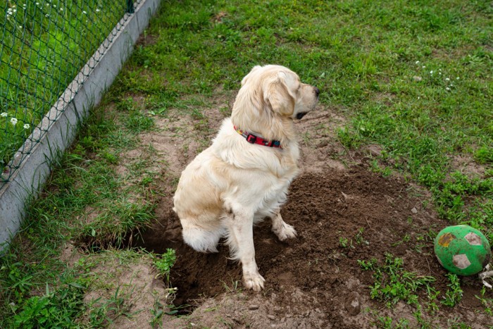 満足そうに穴を掘り終えた犬