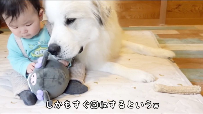 赤ちゃんの持っているぬいぐるみの匂いを嗅ぐ犬