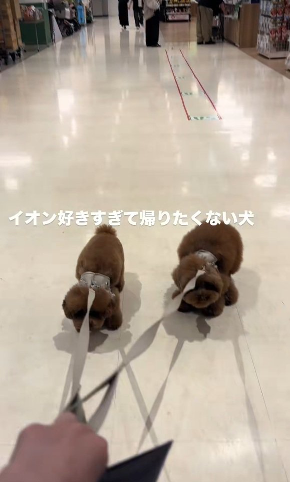 引きずられる2匹