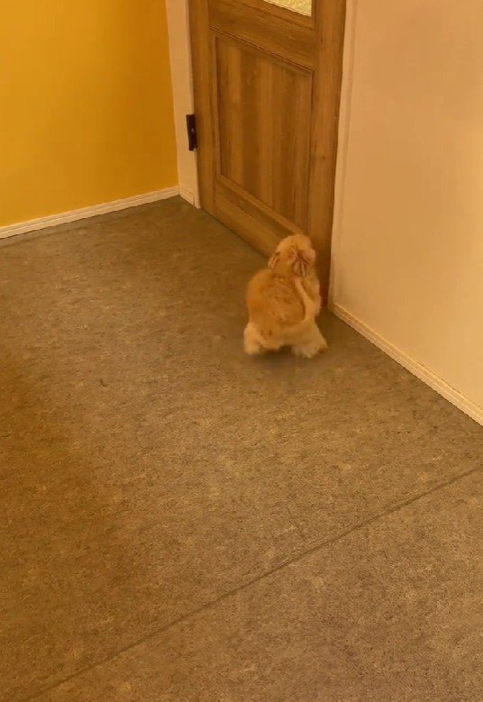 トリマーさんを待ってるよ!