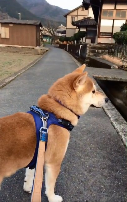 反対方向を見るあお君