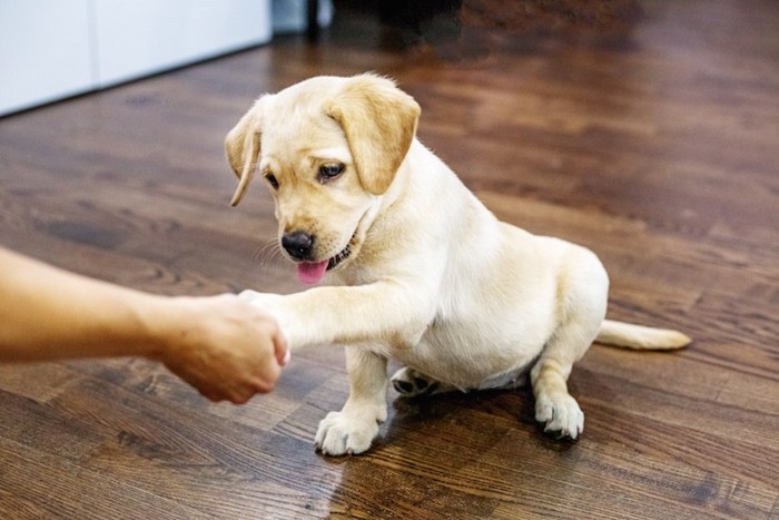 飼い主にお手をする子犬