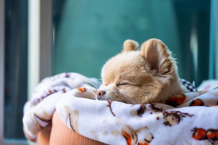 ベッドに入って顔だけ見えている犬