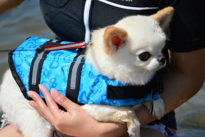 小型犬の抱っこ