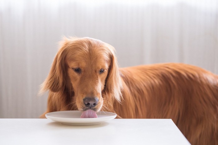 テーブルの上のお皿を舐める犬