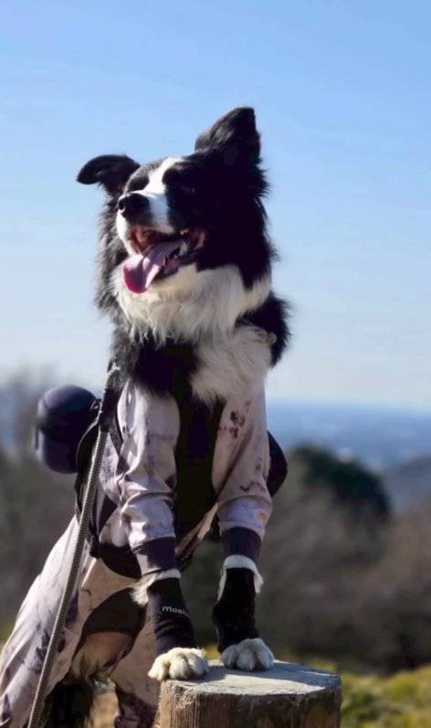 外出中の中型犬