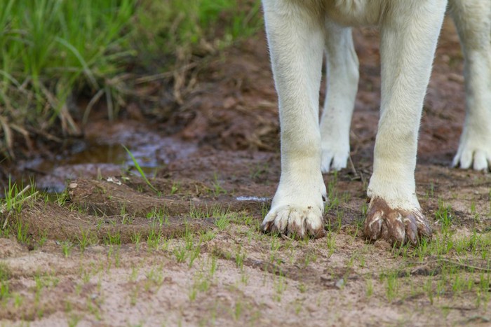 手足が汚れている犬の手元のアップ