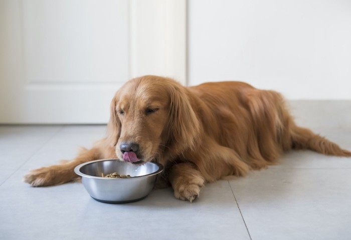 伏せの姿勢のままご飯を食べる大型犬