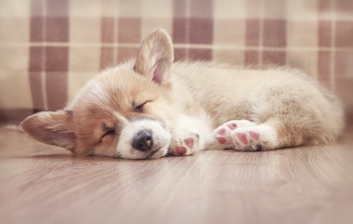 丸まって寝ている子犬