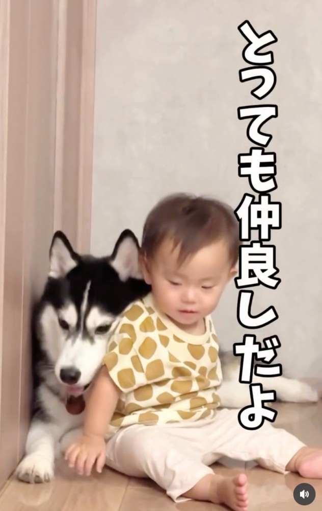 赤ちゃんとハスキー