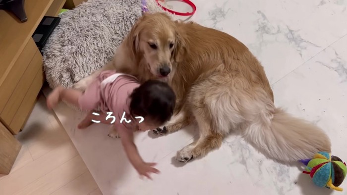 転がっちゃった！！