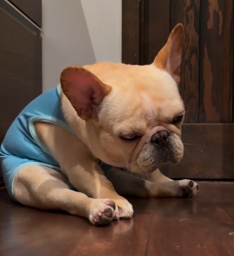 うつむきながら座る犬