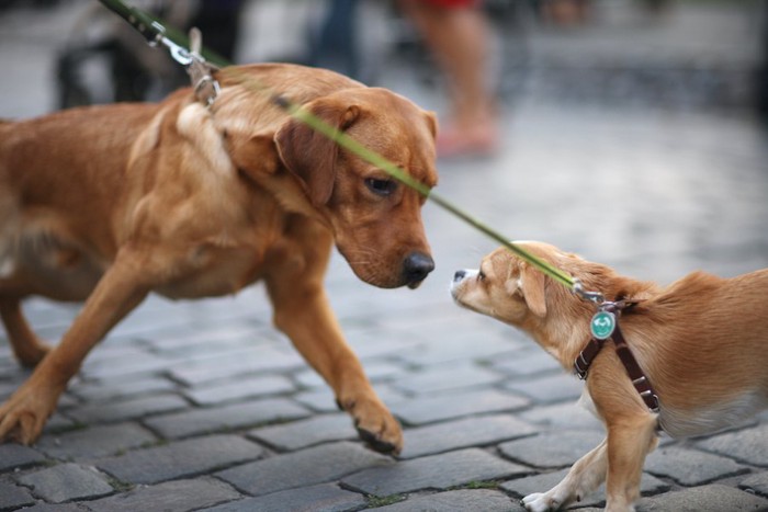 散歩中に顔を近づけ合う2頭の犬