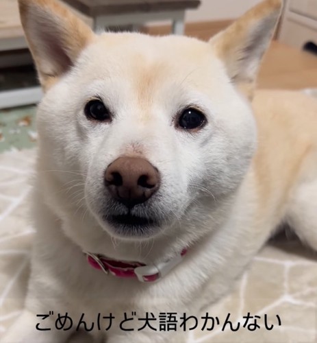 白い柴犬