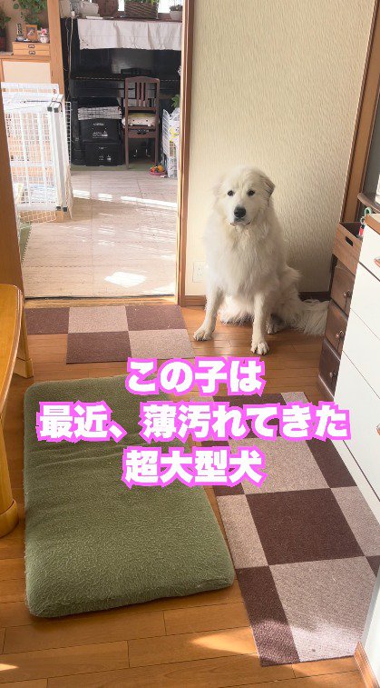 ドアの前で、男性を見上げる犬