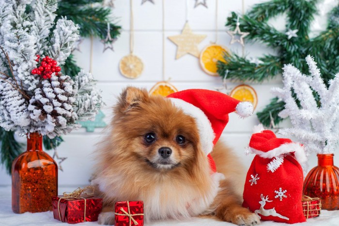 クリスマスの小物に囲まれたポメラニアン