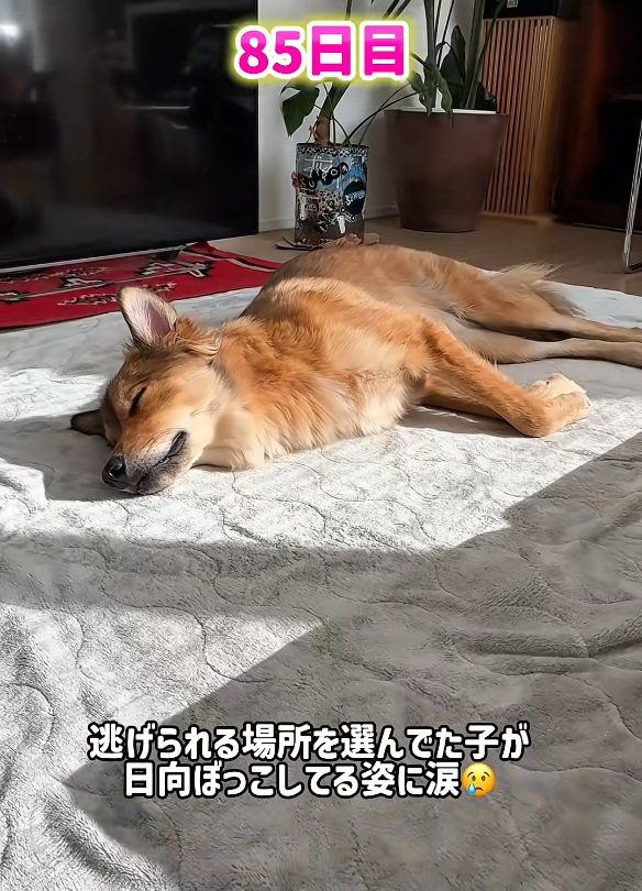 日向ぼっこするラッキーくん