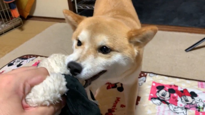 おもちゃを渡してくれません