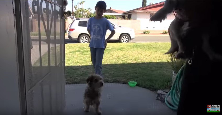 ドアの前に立つ犬