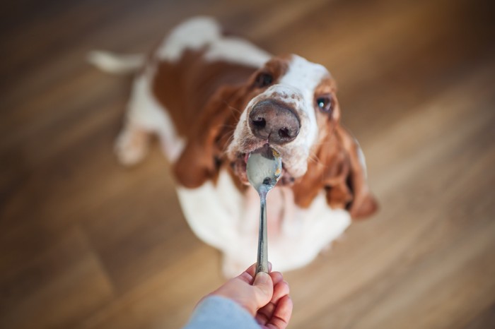 飼い主が差し出すスプーンから食べ物をもらっている犬