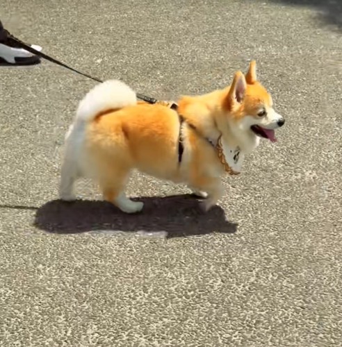 散歩する犬