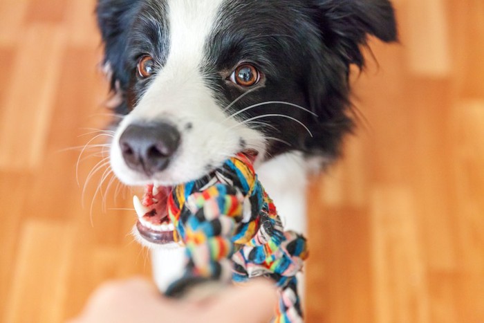 ロープ状のおもちゃで人と遊ぶ犬