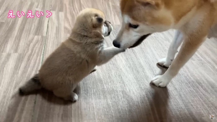 ママに甘える子犬