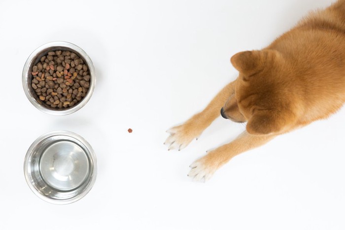 ご飯の前に伏せる柴犬