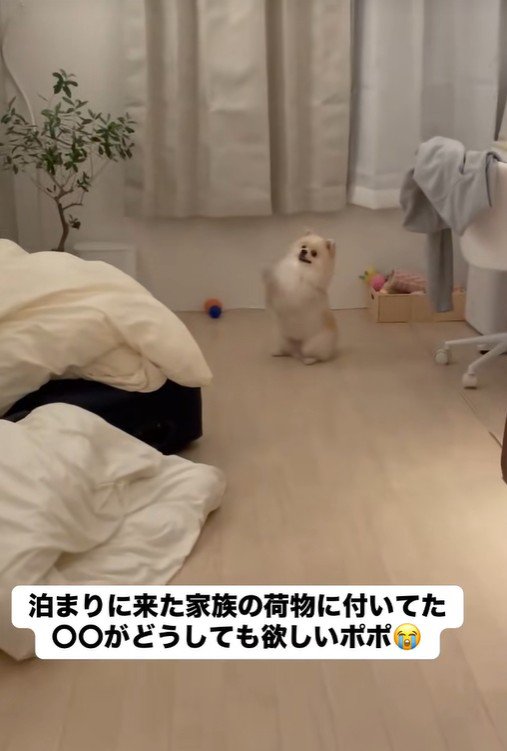 一生懸命お願いポーズ！