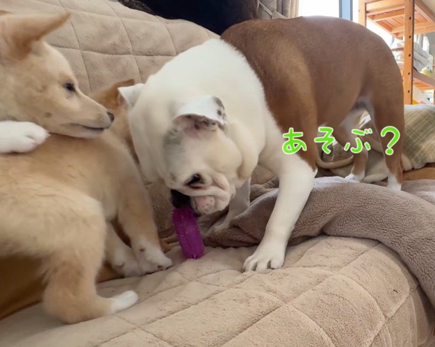 おもちゃを咥えて子犬のところへやってきた先住犬