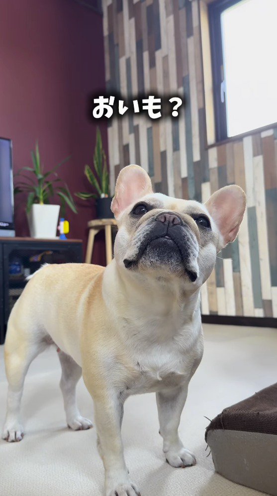 飼い主を見つめる犬