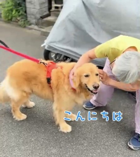 撫でられて嬉しそうな犬