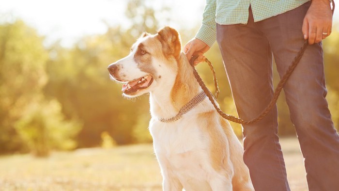 飼い主と散歩を楽しんでいる犬