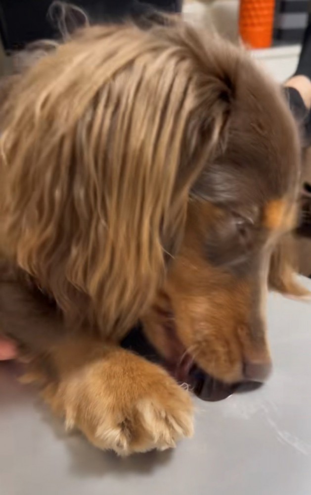 Appleマークを舐める犬