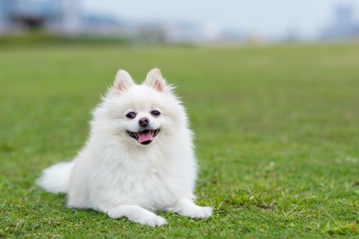 芝生の上に伏せて嬉しそうな犬