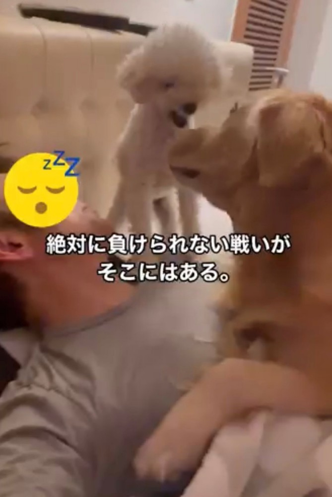 飼い主の顔のそばでケンカする2匹の犬6