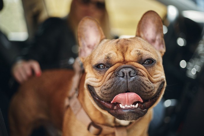 舌を上向きに出した犬の顔のアップ