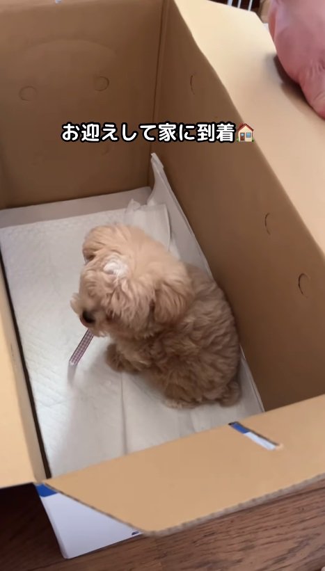 小型犬の子犬をお迎えしたら…